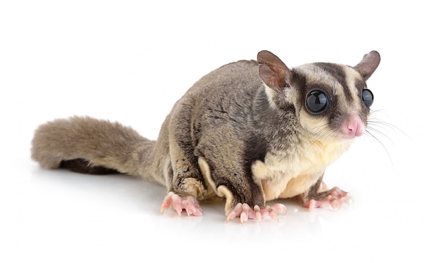 Sugar Glider on white space