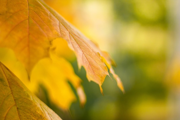 Sugar maple leaves in autumn