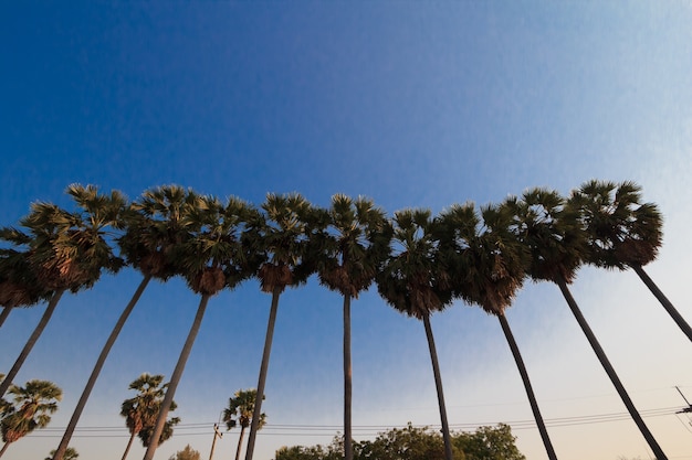 Sugar palm tree have blue sky and bright white clouds the background.