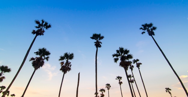 Sugar palm tree on sunset