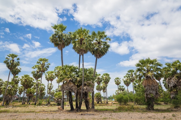 Sugar palms (borassus flabellifer) Asian Palmyra palm, Toddy palm, Sugar palm