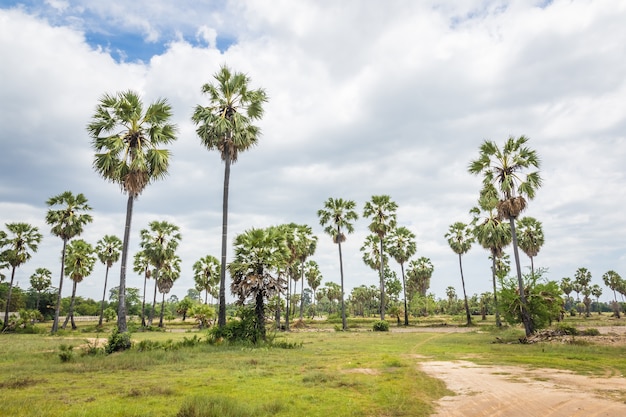 Sugar palms (borassus flabellifer) Asian Palmyra palm