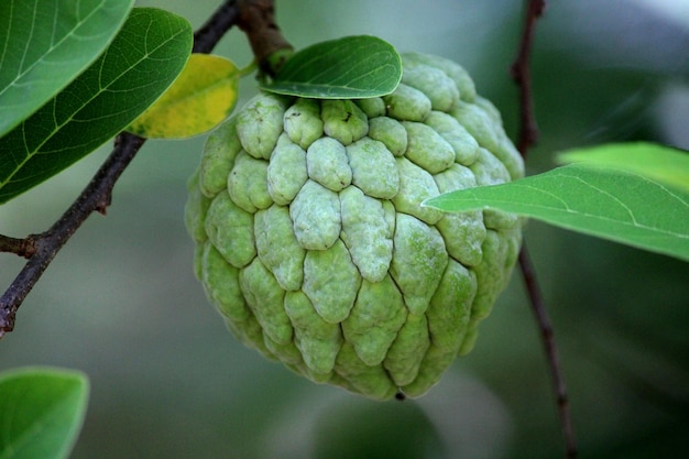 A sugarapple hanging on a tree