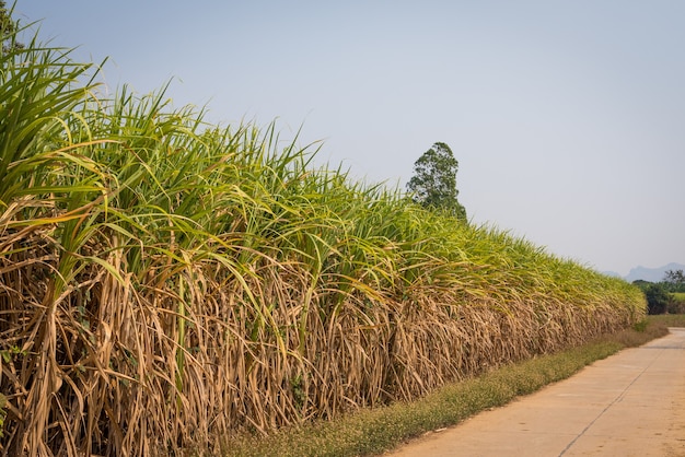 Sugarcane field with blue sky background, harvest to factory to make sugar, alcohol, gasohol and fertilizer.