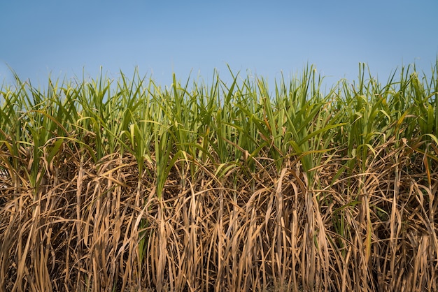 Sugarcane field with blue sky background, harvest to factory to make sugar, alcohol, gasohol and fertilizer.