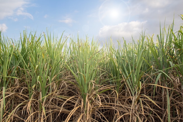 Sugarcane field with blue sky in tropical country.	