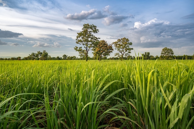 Sugarcane field with blue sky.