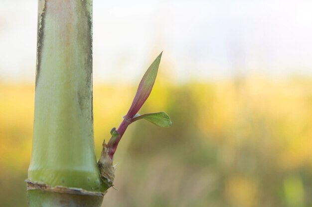 sugarcane field