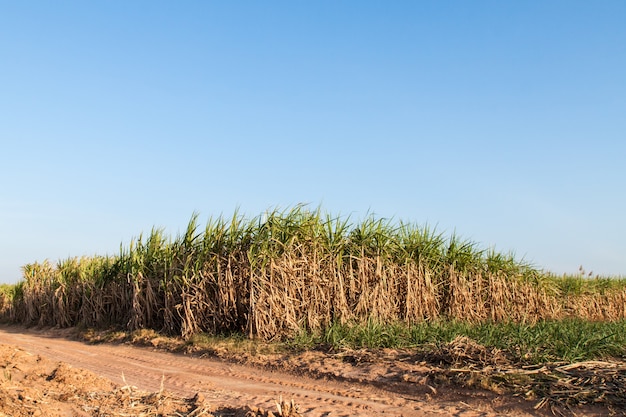 Sugarcane field