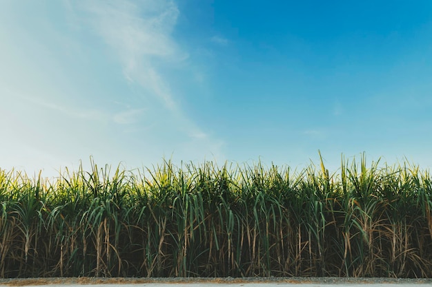 Sugarcane growing in the fields in sunrise