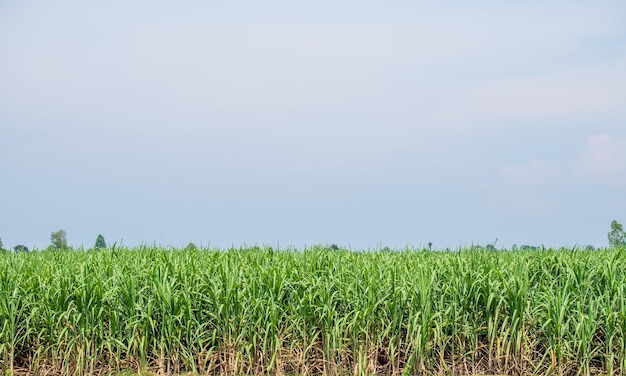 Sugarcane leaf in sugarcane fields in the rainy season has greenery and freshness Shows the fertility of the soil and blue sky background