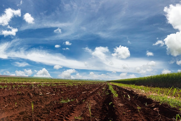 Sugarcane plantation farm with cinematic sky full of clouds and sunset Farm field at sunny day