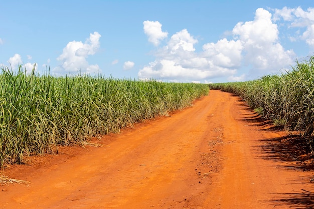 Sugarcane plantation on sunny day