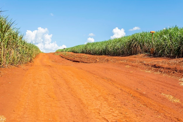 Sugarcane plantation on sunny day