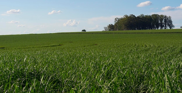 Sugarcane plantation on sunny day