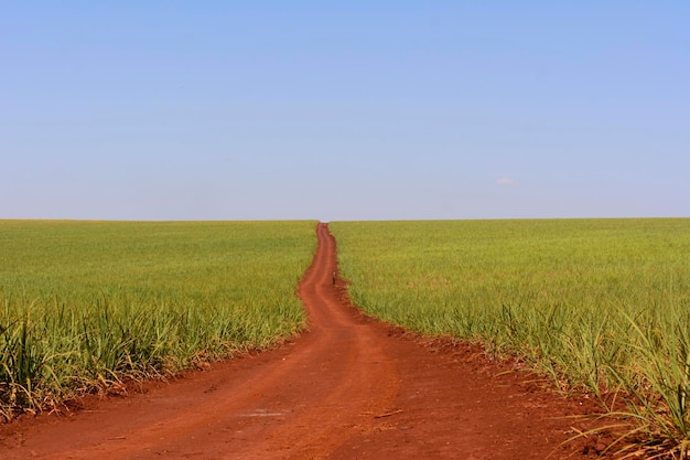 Sugarcane plantation on sunny day