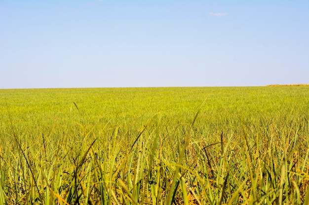 Sugarcane plantation on sunny day