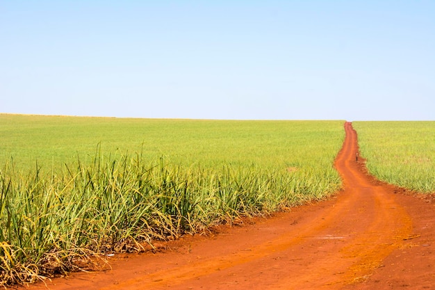 Sugarcane plantation on sunny day