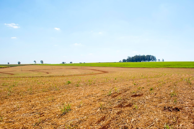 Sugarcane plantation on sunny day