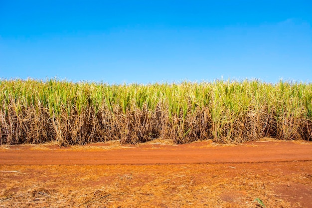 Sugarcane plantation on sunny day