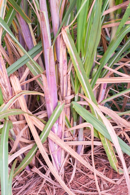 Sugarcane plantation on sunny day