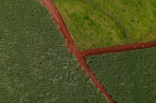 Sugarcane and soy plantation separated by dirt road