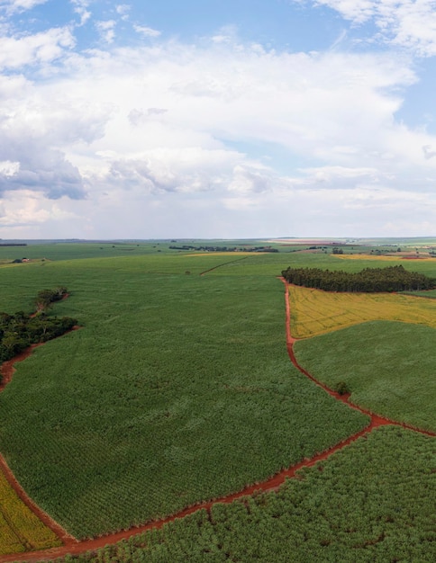 Sugarcane and soybean plantation in cloudy sky day