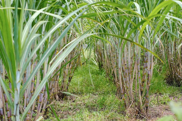 Sugarcane in sugarcane fields in the rainy season has greenery and freshness Shows the fertility of the soil