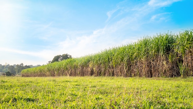 Sugarcane in sugarcane fields in the rainy season has greenery and freshness Shows the fertility of the soil