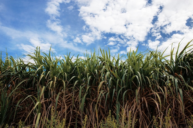 Sugarcane with sky.