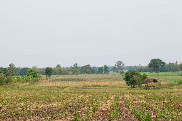 Sugarcane.