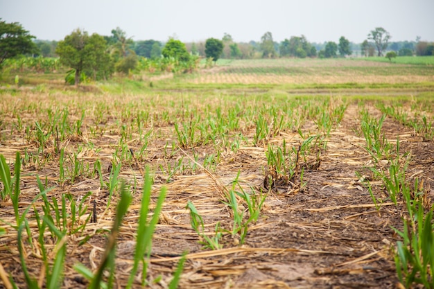 Sugarcane.