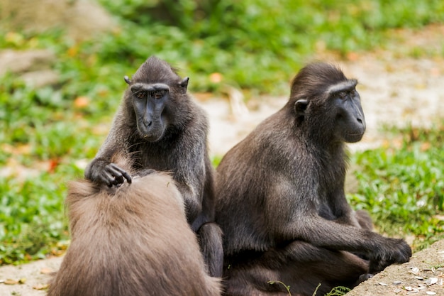 Sulawesi Crested Macaque. Monkeys looking for insects in the fur of each other. Singapore.