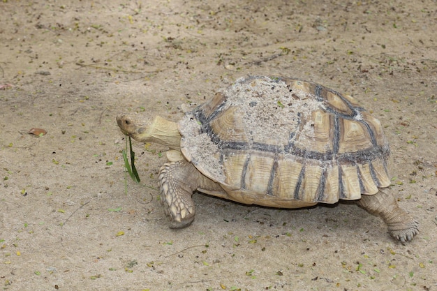 Sulcata tortoise in the garden at thailand