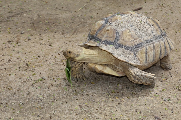 Sulcata tortoise in the garden at thailand