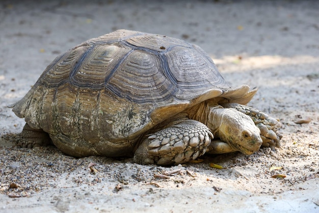 Sulcata tortoise in the garden at thailand