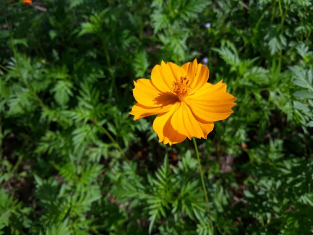 A Sulfur Cosmos or Yellow Cosmos flower in full bloom with its green leaves in the garden