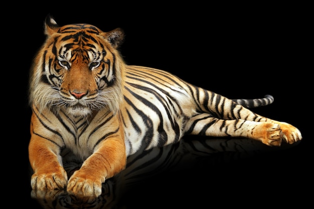 Sumatera tiger on black background