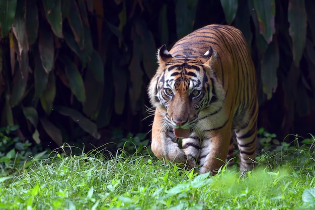 Sumatran tiger comes out from behind a thick bush