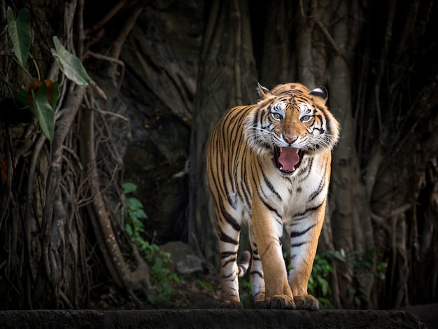 Sumatran tiger standing in a forest atmosphere.