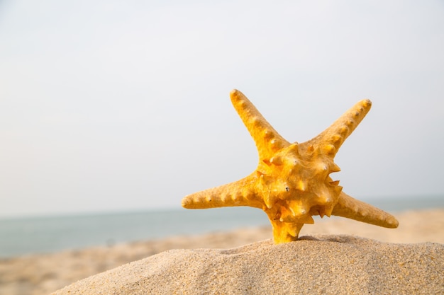 Summer 2015 with Star fish for your holiday activity