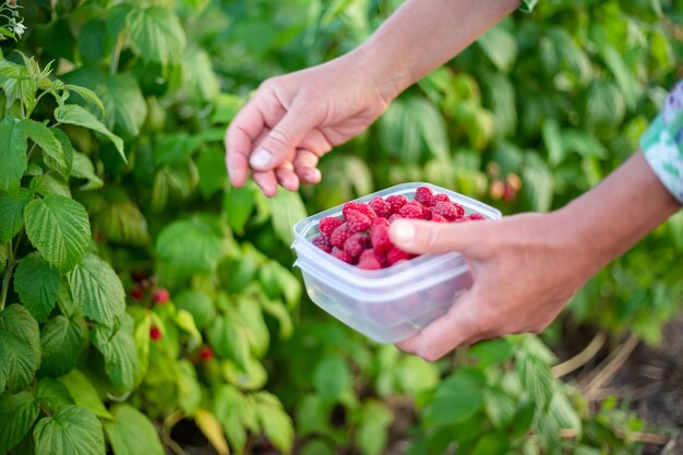 Photo on a summer afternoon a farmer gathers ripe raspberries into a container growing berries and harvesting