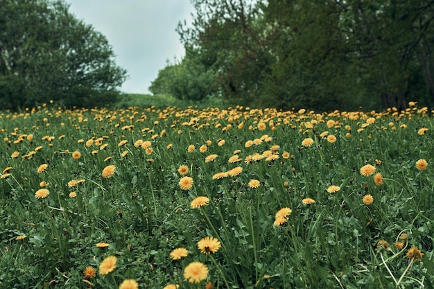 Summer background. Dandelion field in a forest glade. Volumetric forehead sky.