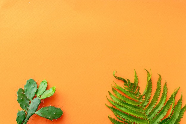 Summer background fern leaf, succulent on orange background