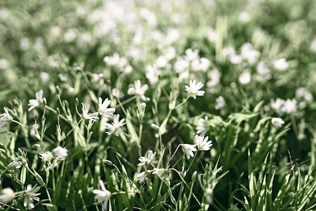 Summer background. Green leaves in the forest.