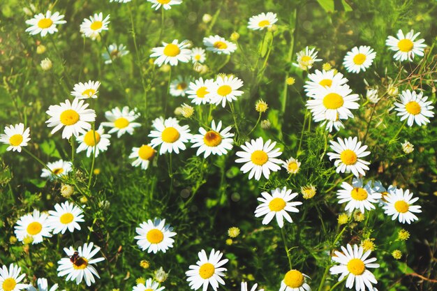 Summer background, lots of daisies in the green grass,bright sun