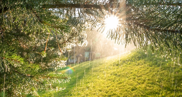 Summer background. Raindrops or dew on the pine branches, illuminated by sunlight.