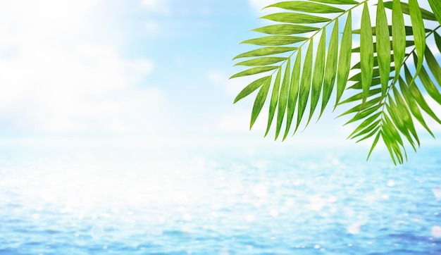 Summer background of the sea and palm leaves in the foreground