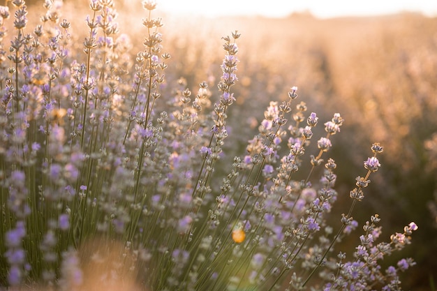 Summer background of wild grass and lavender flowers