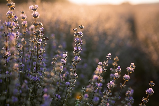 Summer background of wild grass and lavender flowers